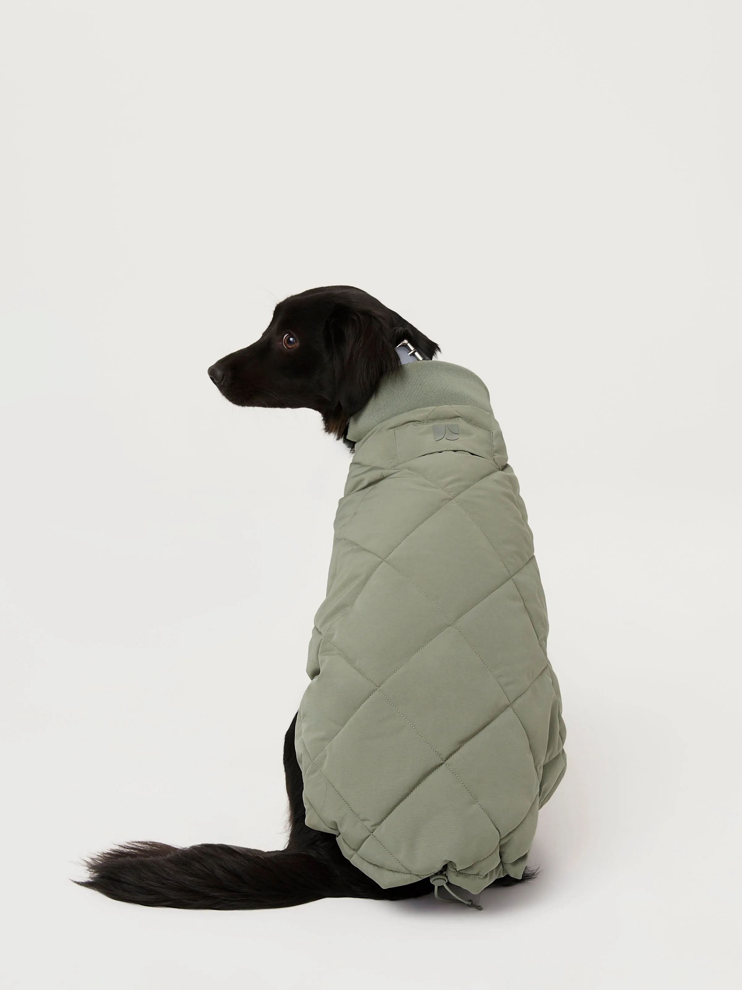 The Skyline Dog Jacket in Vetiver Green